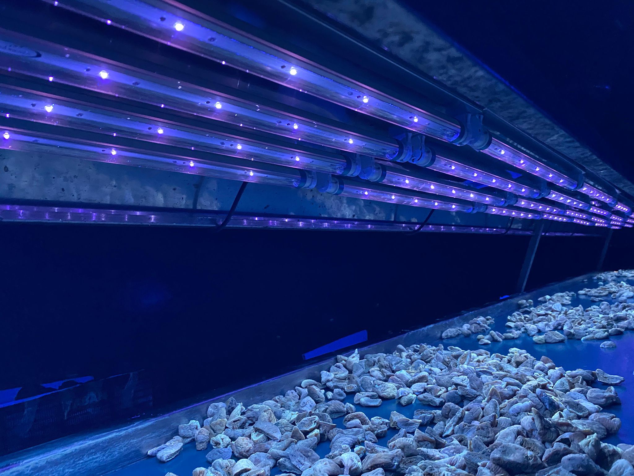 uva led lamba