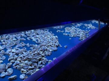 aflatoksin uva led lamba
