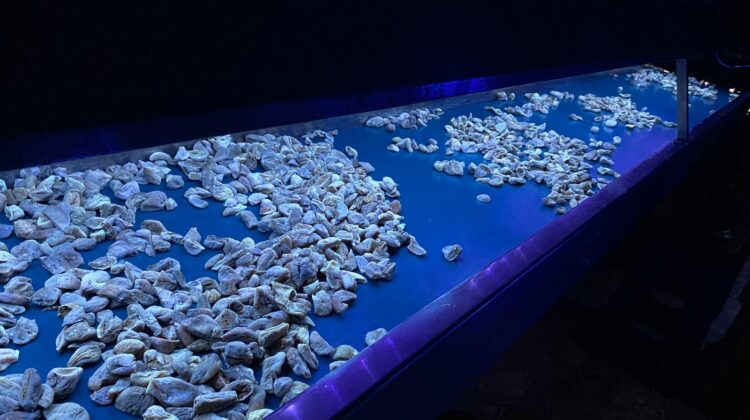 aflatoksin uva led lamba