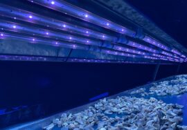 uva led lamba,uv ışığında ne görünür