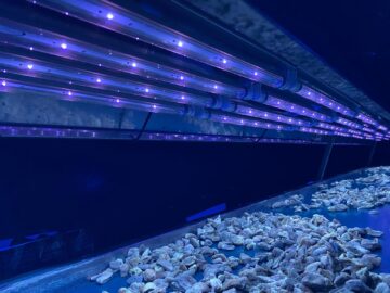 uva led lamba,uv ışığında ne görünür