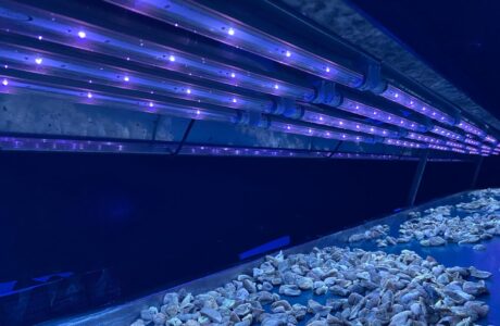 uva led lamba,uv ışığında ne görünür