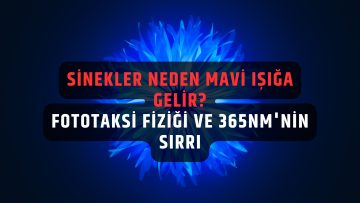 sinekler neden mavi ışığa gelir