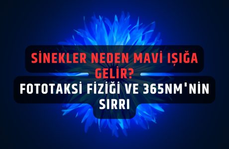 sinekler neden mavi ışığa gelir