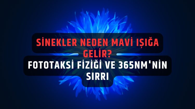 sinekler neden mavi ışığa gelir