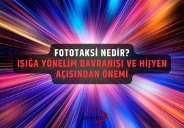 fototaksi nedir