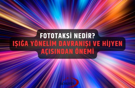 fototaksi nedir